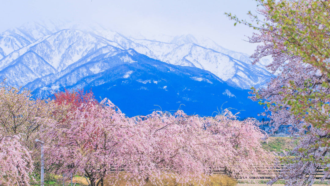 Iconic Japanese Snacks from Hokkaido